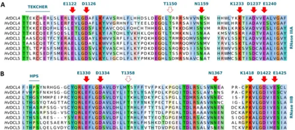 Figure 5. Conservation of functionally critical amino acids between A. thaliana and barley DCL  proteins