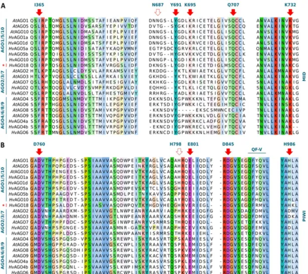 Figure 6. Functionally conserved positions within MID and PIWI domains of A. thaliana and barley  AGO proteins