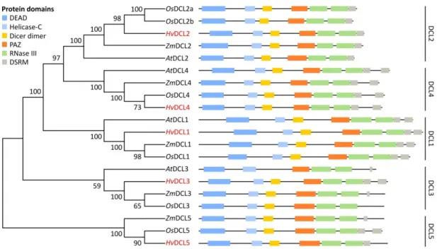 Figure 2. Phylogenetic relationship and conserved domains of A. thaliana, O. sativa, Z mays and H