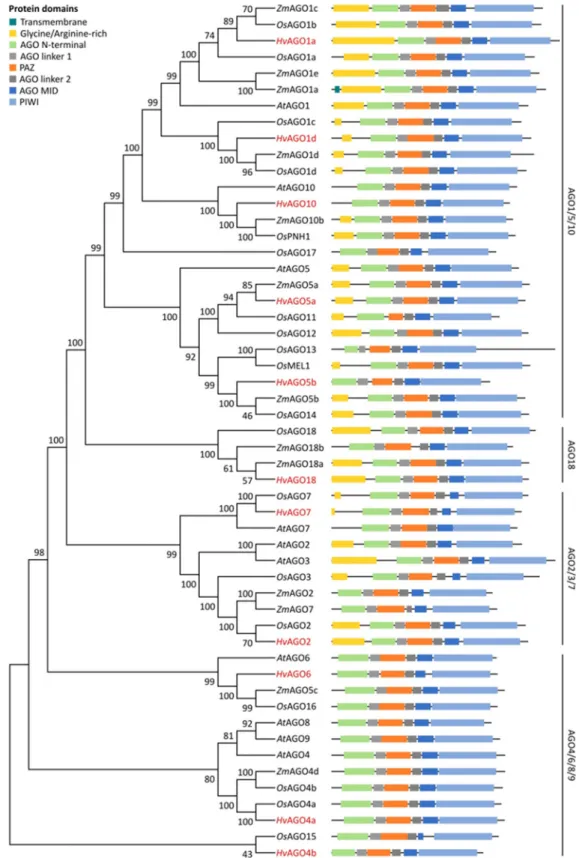 Figure 3. Phylogenetic relationship and conserved domains of A. thaliana, O. sativa,  Z mays and H