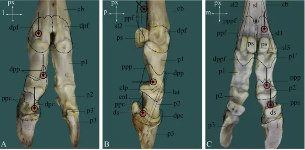 Fig. 2. A skeletal preparation of buffalo digit illustrating the approximate sites selected for injection into phalangeal joints