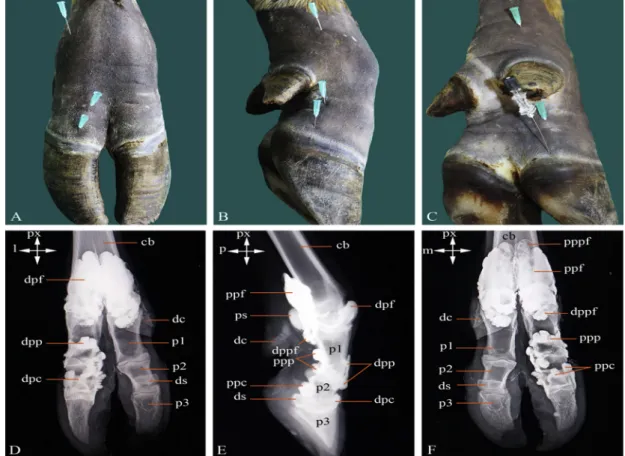 Fig. 3. Dorsal (A), lateral (B) and plantar (C) sites of articular puncture of the fetlock, pastern and cofﬁn joints in the hindlimb of an adult buffalo