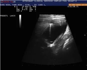 Fig. 3. Ultrasonographic cross-sectional view of the hypodermic needle in an abdominal cyst