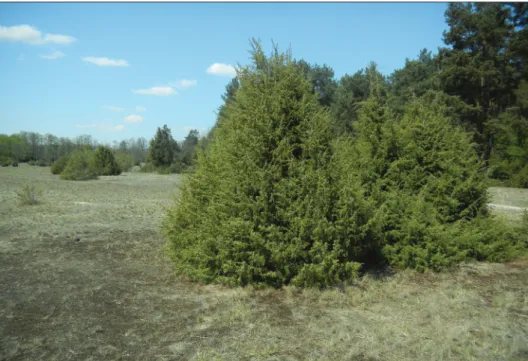 Fig. 4: Juniper woodland at Darány