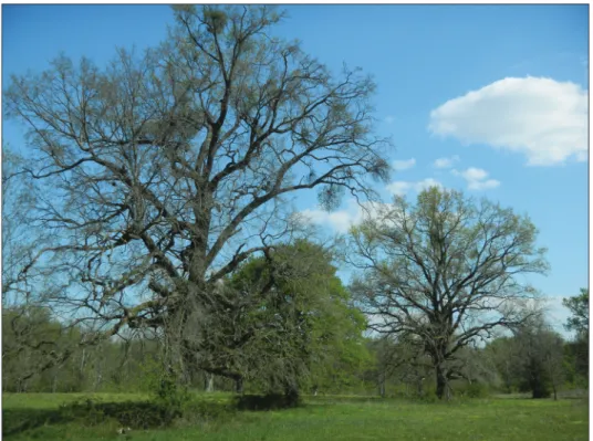 Fig. 5: Csokonyavisonta protected wooded pasture