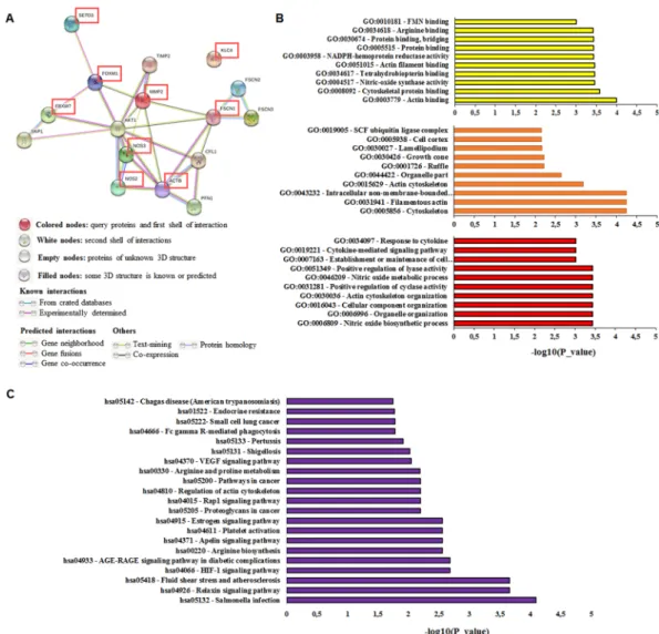 Figure 7.  The network of SETD3, FOXM1, FBXW7, ACTB ( β -actin), Fascin, MMP-2, KLC4, iNOS, and eNOS  interactors