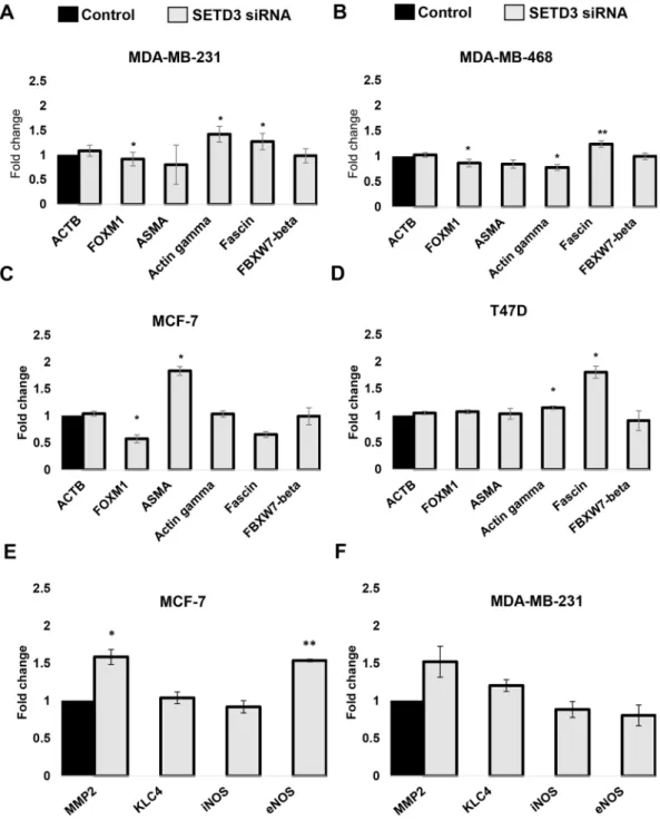 Figure 6.  SETD3 regulates the expression of different potential effector genes. SETD3 siRNA was transfected  into MDA-MB-231 (A), MDA-MB-468 (B), MCF-7 (C) and T47D (D) cells and the expression of ACTB  (β-actin), FOXM1, ASMA, Gamma-actin, Fascin, and FBX