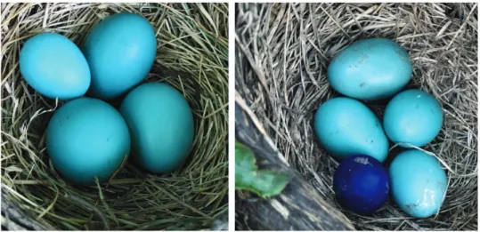 Fig. 1. Experimental clutches of American Robins, each with a robin-blue (mimetic; left) or  a deep-blue (non-mimetic; right) model egg 3D printed in the size, shape, and weight of 