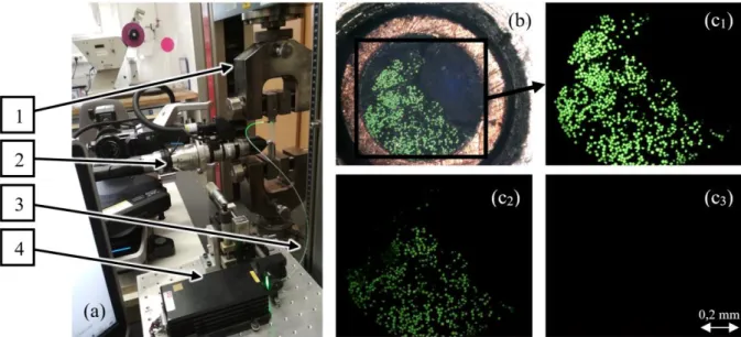 Fig. 3 Measurement layout (a) and the microscopy images of the end of the fiber bundle  before loading (b)  and at the “moment” of  breakage (c 1 , c 2 , c 3 ) (there was ~0.07 second  between the frames) (1  –  upper clamp of the tensile tester, 2 - digit