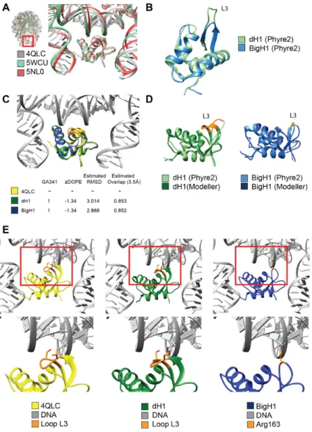 Figure 6. Comparison of H1 and BigH1 predicted globular domain structures reveals differences in presumed DNA binding loop
