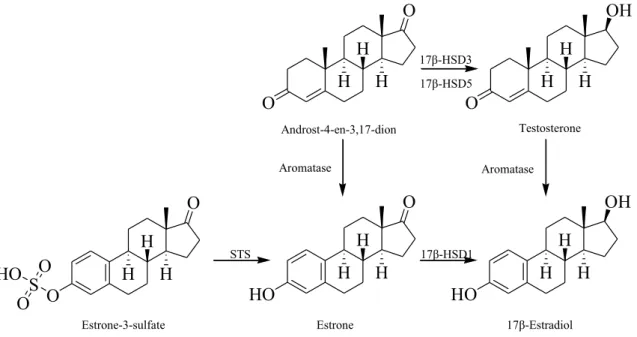 Fig. 1    Key enzymes of the estrogen biosynthesis. Aromatase (EC  1.14.14.1). 17β-HSD1: 17β-hydroxysteroid dehydrogenases type  1 (EC 1.1.1.62)