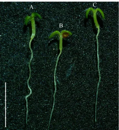 Figure 8. Roots of spiral mutant of Arabidopsis thaliana Columbia (A), Columbia wild type (B) and FvSPR1-2-complemented Columbia (C) plants after 2 weeks (Scale bar: 5 mm).