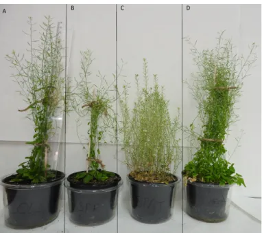 Figure 4. Habit of 8-week-old plants of Arabidopsis thaliana Columbia wild type (A), spiral mutant, spr (B), spatula mutant, spt (C) and FvSPT1-2-complemented (D).