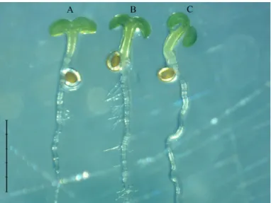 Figure 7. Roots of FvSPR1-2 complemented Arabidopsis thaliana Columbia (A), Columbia wild type (B) and spiral mutant (spr) of A