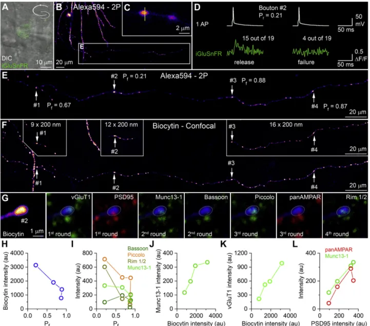 Figure 4. Quantitative Analyses of Pre- and Postsynaptic Molecules in Synapses Characterized with iGluSnFR Imaging