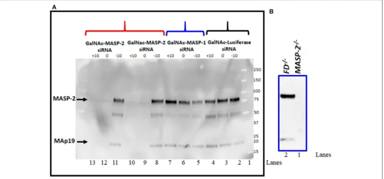 FIGURE 5 | (A) Western blot analysis showing nearly complete elimination of MASP-2 in the circulation of WT arthritic mice treated with GalNAc-MASP-2-siRNA.