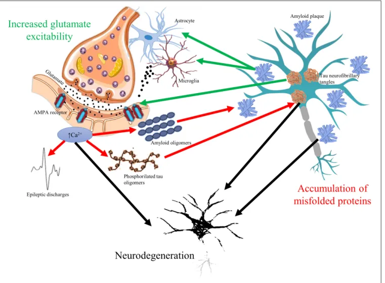 FIGURE 1 | The vicious circle of glutamate mediated hyperexcitability and accumulation of misfolded toxic proteins in cognitive disorders