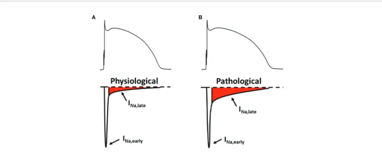 FIGURE 1 | The early and the late component of the sodium current under physiological (A) and pathological (B) conditions