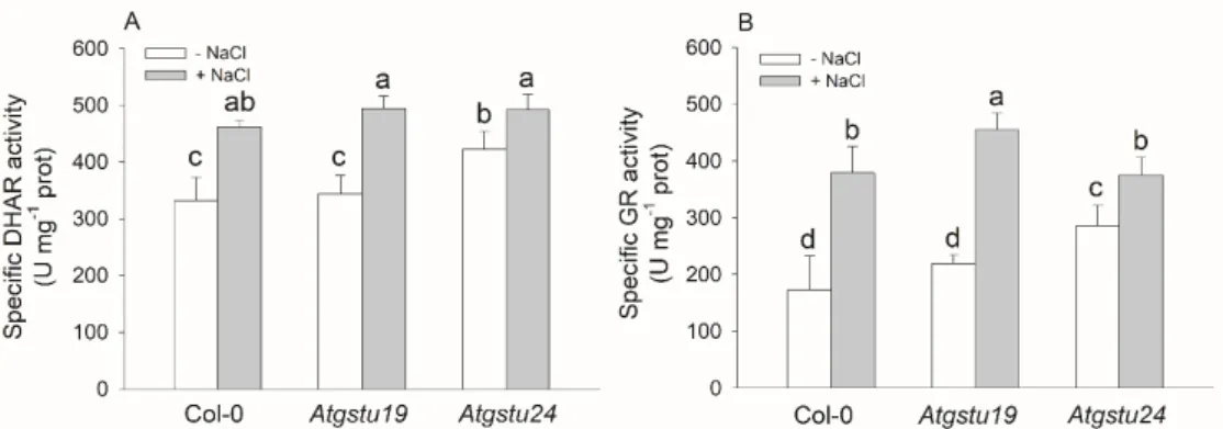 Table 2. The reduction potential of the GSH/GSSG couple (half-cell reduction potential; E hc )  determined with the Nernst equation in two-week-old wild-type (Col-0) and GSTU mutant (Atgstu19  and Atgstu24) Arabidopsis plants treated with 150 mM NaCl for 4