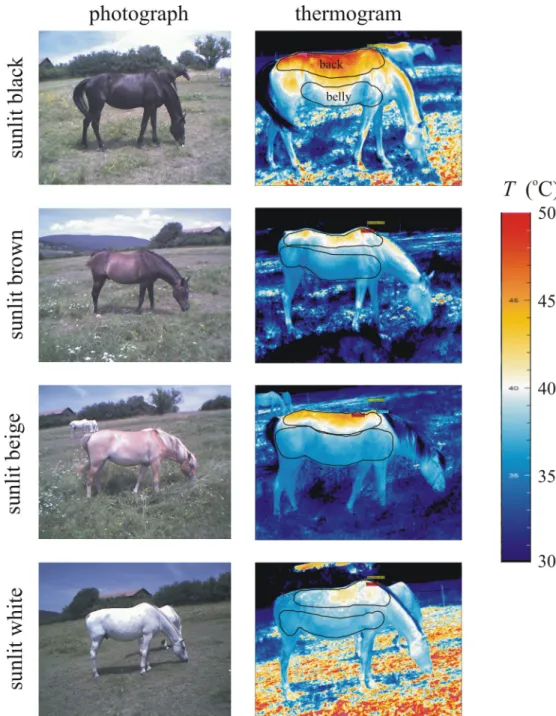 Fig 1. Thermograms of horses. Photographs and thermograms of sunlit black, brown, beige and white horses