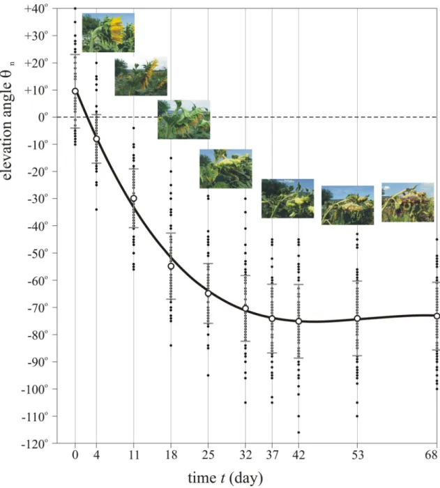 Figure 3.  Elevation angle of mature sunflower heads versus time. Elevation angles θ n  of the normal vector  of the mature head of 100 sunflowers as a function of time t given in day after anthesis