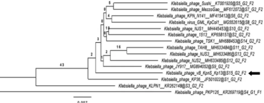 Figure 7.  Therapeutic effect of vB_KpnS_Kp13 in an intraperitoneal (IP) mouse infection model