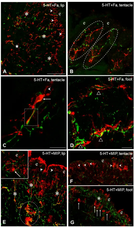 Fig. 4    Fa-IR (Fa, A–D, red)  and MIP-IR (E–G, red) sensory  neurons and their relationship  to 5-HT-IR elements (green)  in the tentacle, lip and foot of  Lymnaea