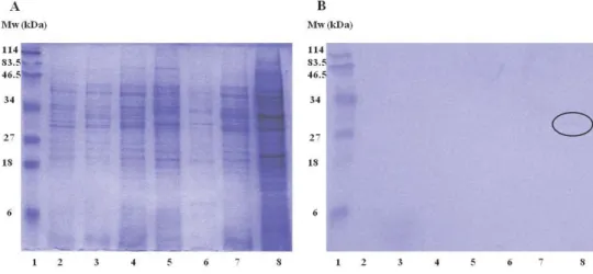 Fig. 4. SDS-PAGE (A) and Western blot (B) (using Thamchi peptide-speciﬁ c rabbit IgG serum) of bacterial  samples: 1: MW; 2: L