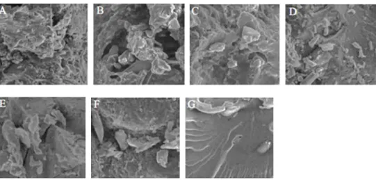 Fig. 4. Scanning electron microscopy of extrudates containing diﬀ erent ratio of wheat ﬂ our (4,000*), (A): Pure oat  ﬂ our; (B): wheat-oat 0.11; (C) wheat-oat 0.43; (D) wheat-oat 1.00; (E) wheat-oat 2.33; (F) wheat-oat 9.00; (g) pure 
