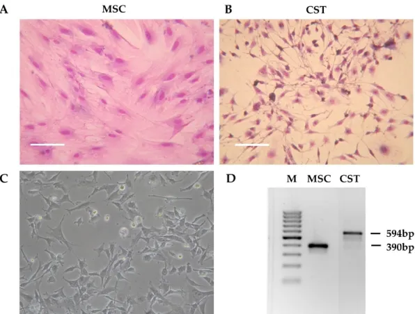 Figure 1. Preliminary characteristics of the CST cell line. (A) Morphology of mesenchymal stem cells  (MSC) derived from the bone marrow of wild-type FVB mice