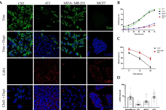 Figure 2. Characteristics of the CST cell line. (A) Immunofluorescent detection of vimentin (Vim)  (green) and Cadherin-1 (Cdh1) (red); nuclei were stained with Dapi (blue), microscopy pictures were  acquired using ZEISS LSM-710 system (Carl Zeiss microsco