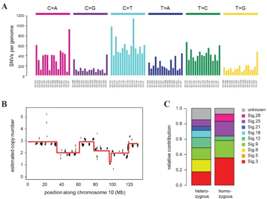 Figure 3. Genomic features of the CST cell line. (A) Triplet base substitution spectra of heterozygous  mutations in CST