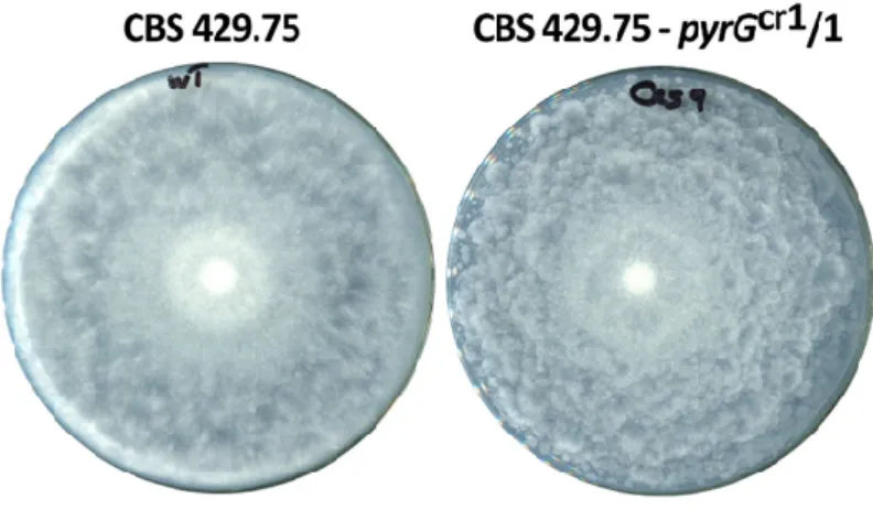 Figure  3.  (a)  Map  of  the  plasmid  used  to  complement  the  uracil  auxotrophy  of  the  CRISPR-Cas9- CRISPR-Cas9-generated L