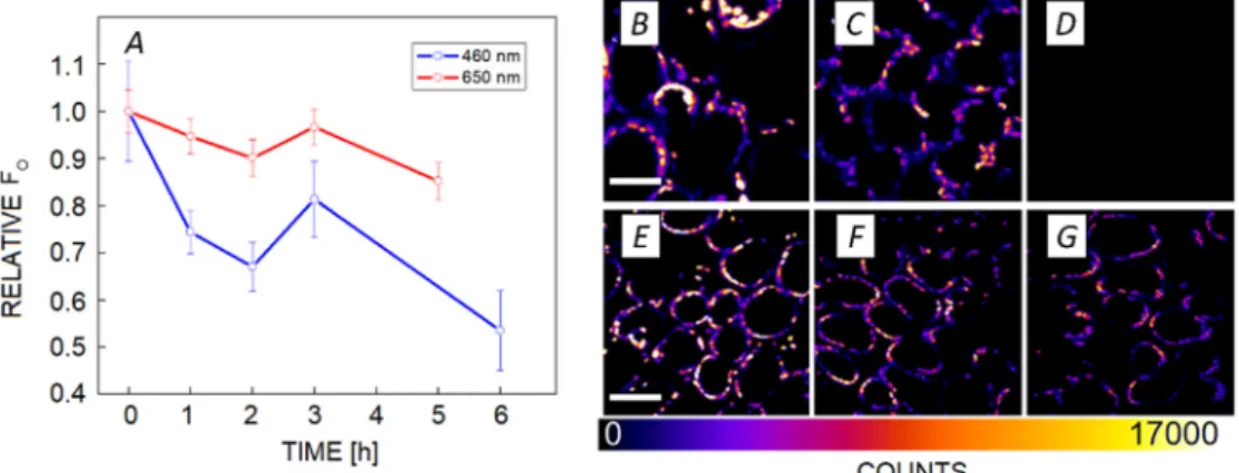Fig. 5. Effect of photodamage on F O  in leaves probed by two-photon microscopy. (A) Normalized fluorescence intensity during the time  course of photodamage, obtained during illumination with 460 and 660 nm light; (B–D) fluorescence intensity-based images