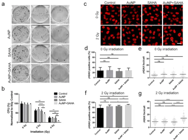 Figure 5. Radiosensitizing  effect  of  AuNP  and  SAHA  double  treatments  on  A549  cells