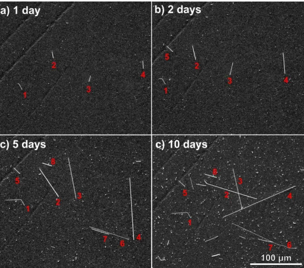 Fig. 6. Growth kinetics filament-type Sn whiskers on 0.5 μm thick Sn layer: a) one day; b)  two days; five days; ten days;  