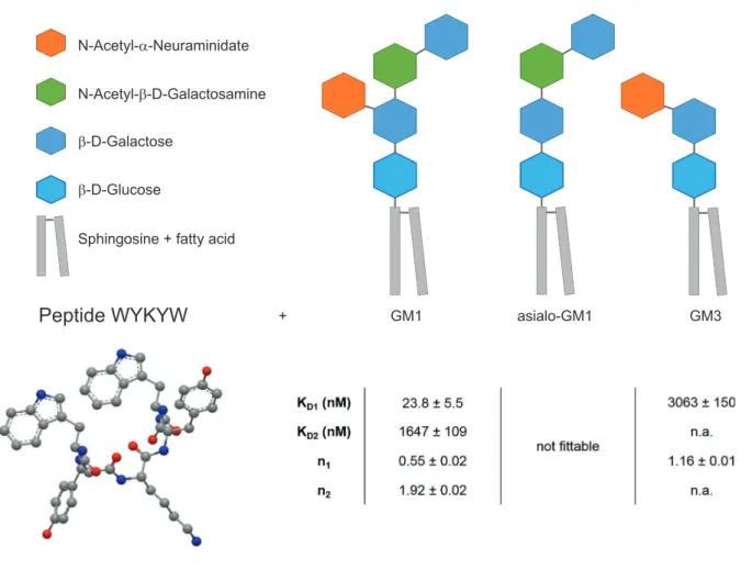 Figure 1.  Structure of the targeted ganglioside GM1 and its truncated derivatives and sequence, and structure of the lead peptide sequence WYKYW