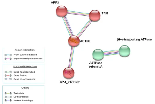 Fig 6. Analysis of known and predicted protein-protein interaction networks at 24 HPLT