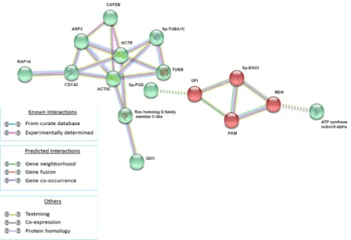 Fig 4. Analysis of known and predicted protein-protein interaction networks at 3 HPLT