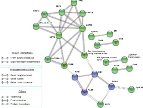 Fig 5. Analysis of known and predicted protein-protein interaction networks at 6 HPLT