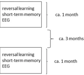 Figure 1.  On average corresponding measures of behavior and EEG took place within one month of each other,  while around at least 3 months passed from all initial to all follow-up measurements.