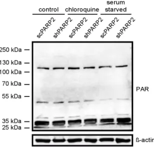 Figure 10. The silencing of PARP2 modulates cellular PARylation under chloroquine treatment and  fasting
