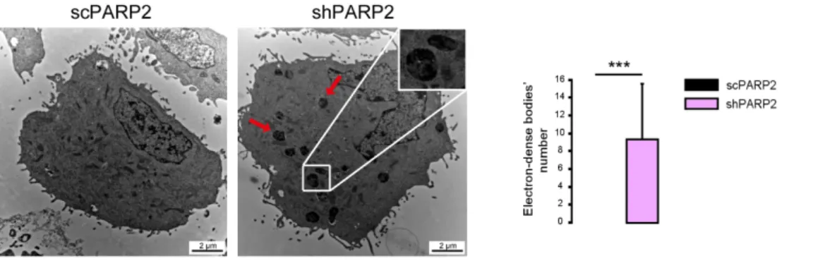 Figure 2. Cytosolic electron-dense particles appear in PARP2-silenced cells. scPARP2 and shPARP2  C2C12 cells were analyzed by electron microscopy (n = 1, counted cells: 50/50)