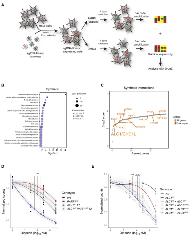 Fig. 1. A genome-wide CRISPR knockout screen reveals ALC1 as a gene conveying PARP inhibitor resistance