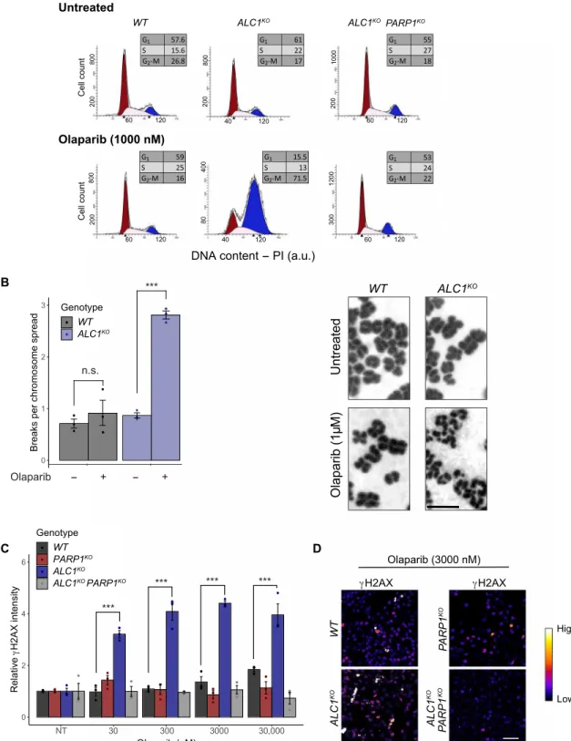 Fig. 2. PARP1 inhibition induces chromosome aberrations and cell cycle arrest in ALC1 KO  cells