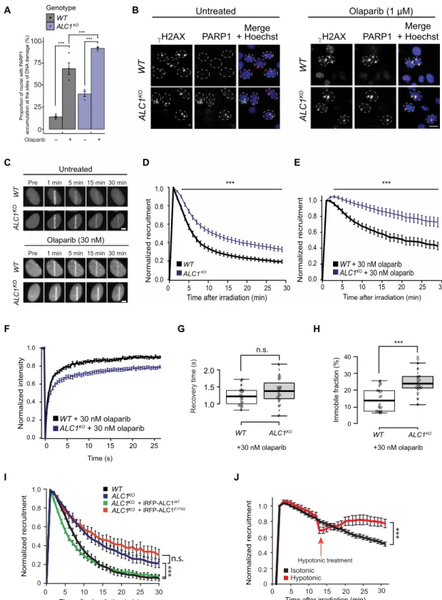Fig. 4. ALC1 deficiency increases olaparib-induced PARP1 trapping. (A) PARP1 at UV-induced DNA damage sites was quantified in WT and ALC1 KO  cells treated or not  with 1   M olaparib