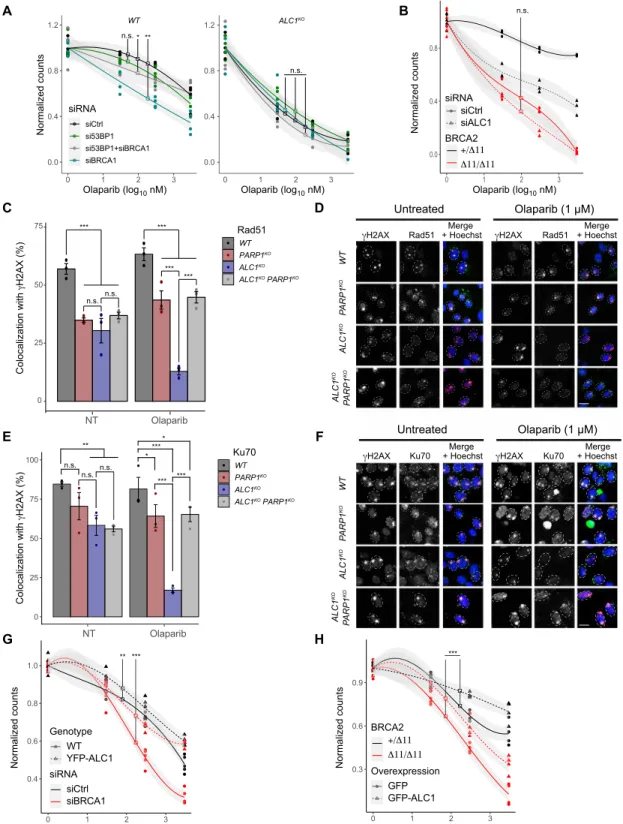 Fig. 5. ALC1 acts upstream of DSB repair pathway choice. (A) Clonogenic cell survival assay of WT and ALC1 KO  U2OS cells transfected with siCtrl or siBRCA1 and/or  si53BP1 treated or not with olaparib for 24 hours