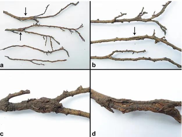 Figure 4. Symptoms on root systems of declining Neolitsea polycarpa trees in the montane evergreen  cloud forest F10 in Hoàng Liên National Park associated with presence of P