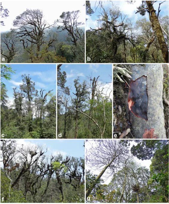 Figure 3. Disease symptoms of mature native trees in natural forest stands in Vietnam associated  with presence of Phytophthora species in the rhizosphere; (a–f) montane evergreen cloud forests in  Hoàng Liên National Park; (a) crown thinning and dieback o