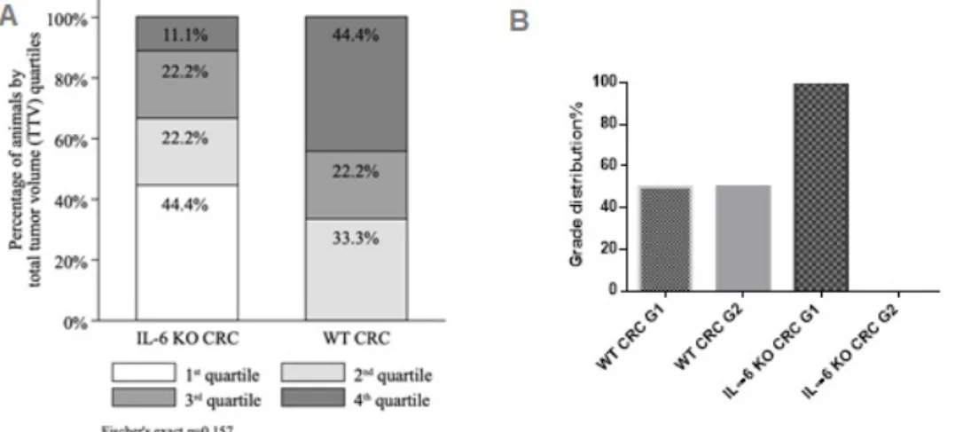 Figure 1. Distribution of (A) tumor foci and (B) total tumor volume (TTV) in IL-6 KO CRC model and WT CRC model groups